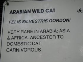 31 2 onze kattenvoorvader, de arabische kat komt dus zelden voor in Arabië.jpg