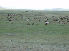 mongolie2010024.jpg