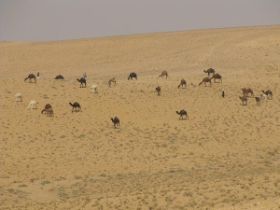 kamelen kudde onderweg in de woestijn.jpg