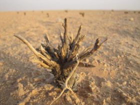 woestijnplantjes behoeven water.jpg