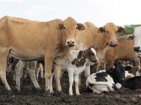 1 23 er wordt beproefd en goed gekruist zodat de (onze) koeien in Tanzania ook nog melk blijven geven.jpg