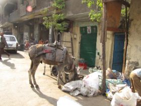 20 vanwege de swineflu zijn alle varkens gedood, die vraten hier al het organische afval, nu stinkt het in garbage city cairo anders.jpg