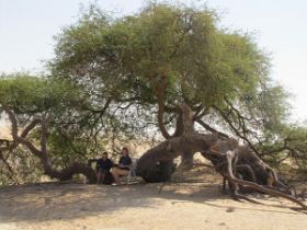 25 onder de eeuwenoude Acacia boom in de woestijn.jpg