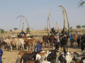 26 indrikwekkend vertrek in convooi met al hun vee en de spullen op de buffels.jpg