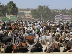11 koeien en kamelen markt in Mekele.jpg