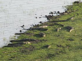 23 grote krokodillen en nijlpaarden zien we in het wil in Nechisar Nationaal Park bij Arba Minch, waar we blijven slapen.jpg