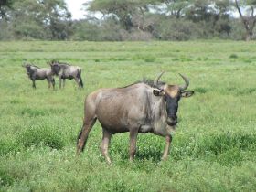 2 27 voor de grote kuddes wildebeesten te zien moesten we zelfs de Serengeti weer even uit.jpg
