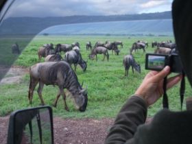 2 28 foto van de wildebeesten en fotograferende saskia.jpg