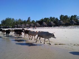 3 6 Over ons strand komen twee keer per dag de koeien langs wandelen.jpg