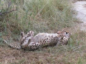 5 325 heerlijk toch om een kat te kunnen zijn, cheetah jachtluipaard.jpg