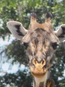 5 325 hoe intelligent kijkt een giraf eigenlijk.jpg