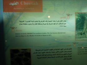 12 Not on Display, maar ze fokken nu met Noord Afrikaanse Cheetahs om ze weer wild uit te zetten in de Emiraten.jpg