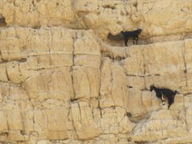 16 de geitjes zien overal handige klimmogelijkheden en blijven zo in de schaduw.jpg