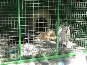 6 In Iran ga je ook naar de dierentuin om bv honden te zien.jpg