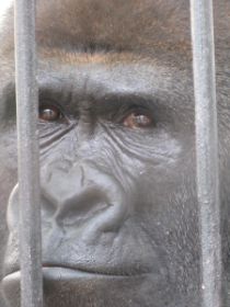 31 zien we toch nog een gorilla uit Centraal Afrika, Congo, al is het die uit het laagland ipv de berggorilla.jpg