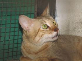 31 1 de Arabische kat in de dierentuin in Dubai, VAE.jpg