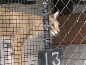 31 3 in Arabië zien we hier dus de Afrikaanse Kat.jpg