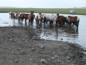mongolie2010023.jpg