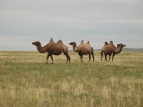 mongolie2010037.jpg