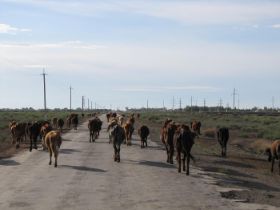 26 schraal vee op een schrale weg in een schraal landschap.jpg