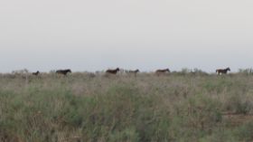26 vlak voor we gaan slapen komen de paarden langs.jpg