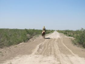 27 zonder woorden maar met paard.jpg