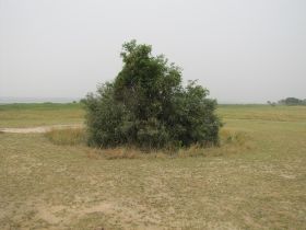 6 als je in Murchison leeuwen zoekt, nou hier in dit bosje.jpg