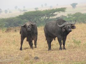 6 leuke waterbuffels die ons aankijken.jpg