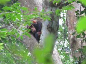 7 welke chimp kijkt er nu naar welke aap.jpg