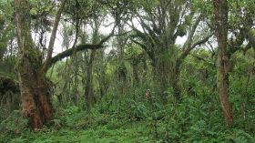 17 we lopen wat door het bos.jpg