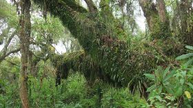 17 we trekken door echt oud bos heen op weg om de plek van dian fossey te zien, op de grens met congo.jpg