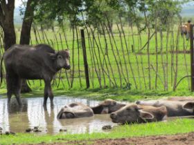1 23 Waterbuffels, een kudde van 70 stuks die hier gemolken worden.jpg