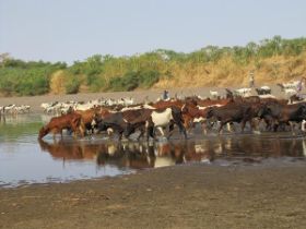 27 heerlijk water drinken in de rivier.jpg