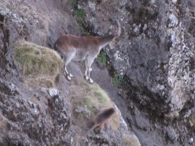 01 de kleine Baviaan denderd wel door naar beneden, de oryx bedenkt zich nog even.jpg