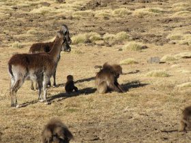 03 apen en oryx samen, blijft bijzonder om uren naar te kijken.jpg
