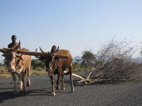26 ossen trekken het brandhout naar het hutje.jpg