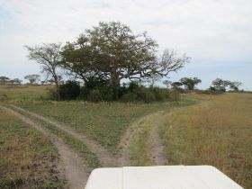 13 een leeuwenboom in QENP dus queen elisabeth national park, Ishasha.jpg