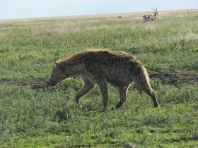 2 27 hyena vervolg onverstoord zijn weg.jpg