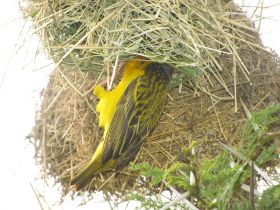 2 28 de ingang van het bolvormige vogelnestje zit aan de onderkant.jpg