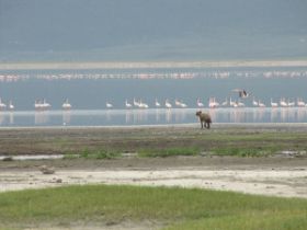 2 28 flamengo's in de Ngorongoro Crater.jpg