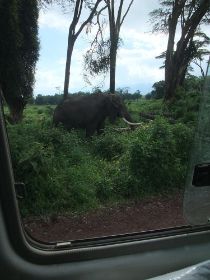 2 28 he een olifant in ons achterraam.jpg