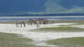 2 28 ngorongoro zebra's.jpg