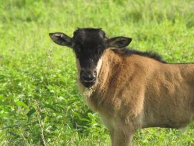 2 28 prachtige koppen hebben de wildebeesten, ook de kalfjes al.jpg