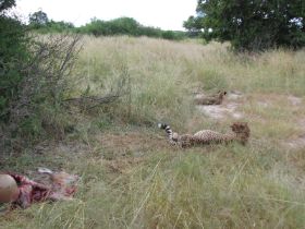 5 325 allebei de cheetahs een heerlijke dikke buik.jpg