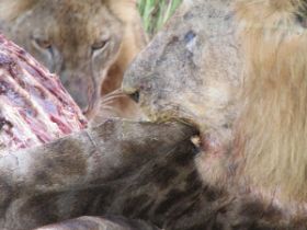 5 326 zo komen we bij onbeperkt spareribs eten (1).jpg