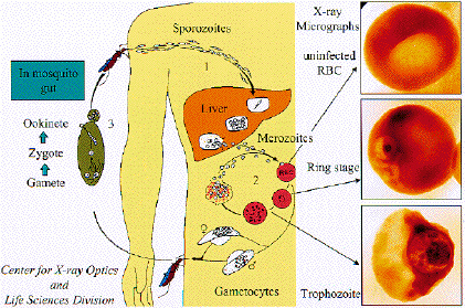 malaria infectie en cyclus