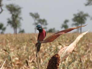 mooi vogeltje op surghum mooi vogeltje op surghum