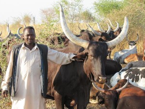 stierenhoeder bij stier