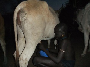 mursi-jongen bij mursi-koe mursi-jongen bij mursi-koe