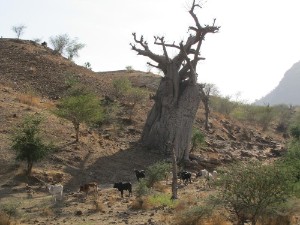 Baobab boom Baobab boom